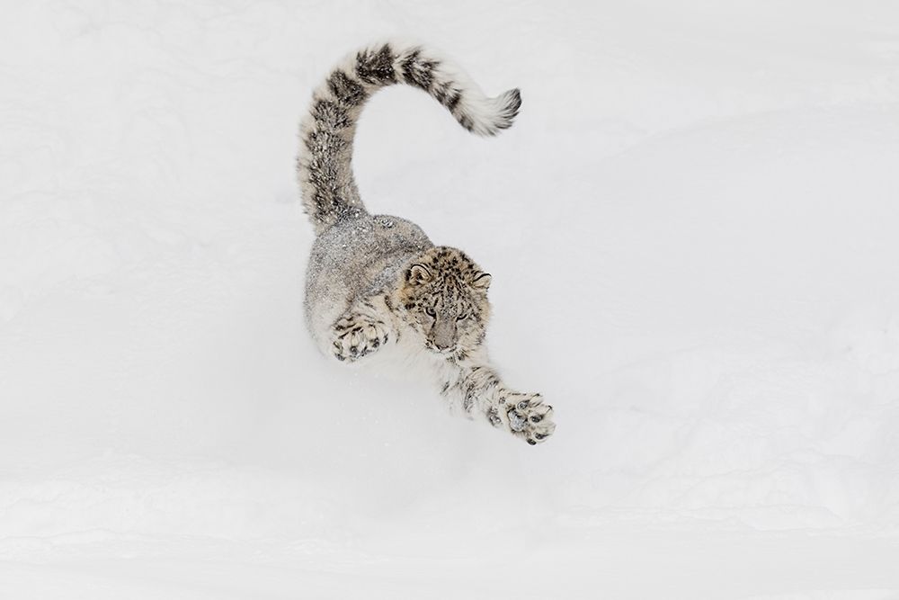 Snow leopard-running through snow-Panthera uncia controlled situation-Montana